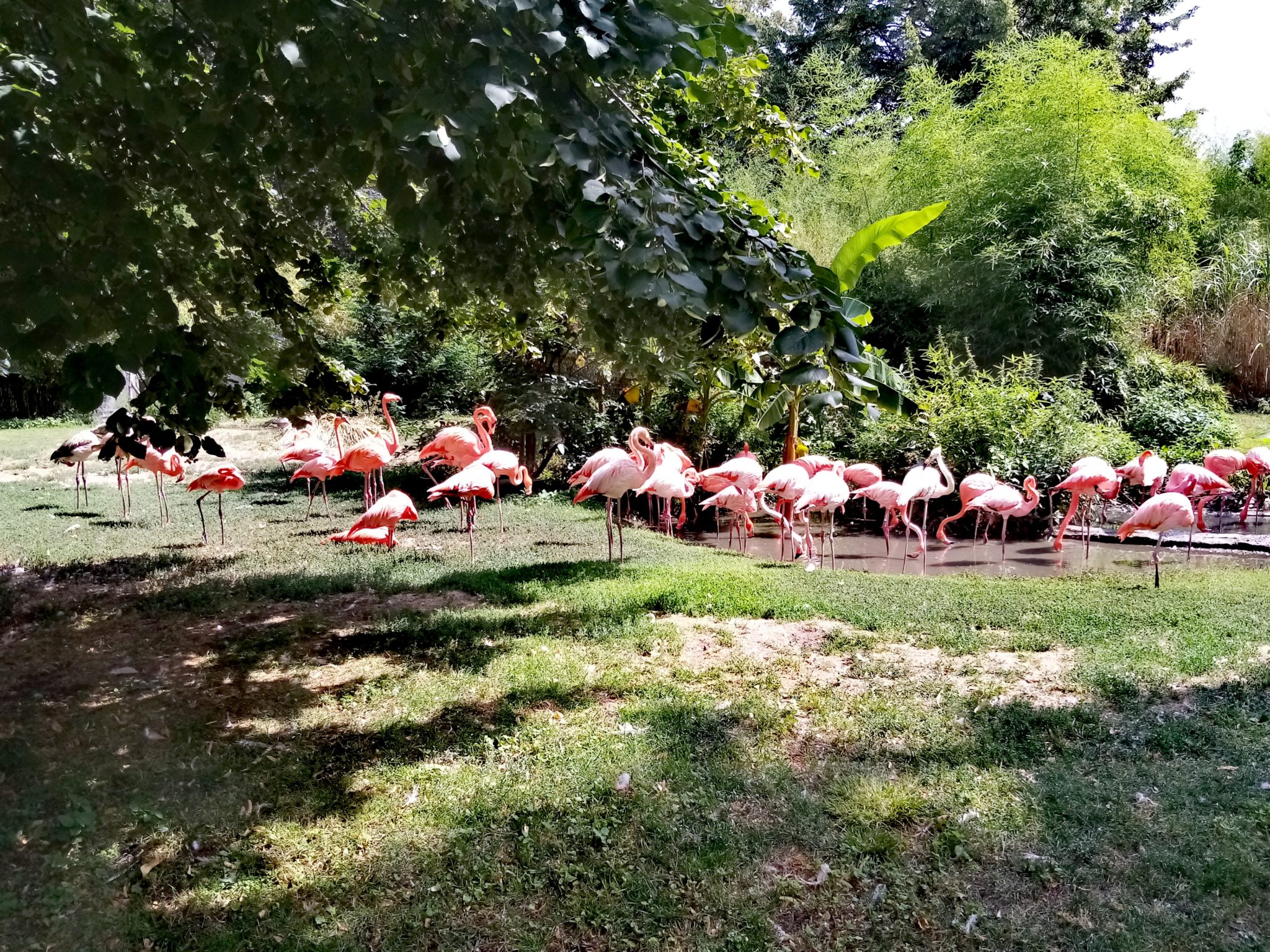 La Ménagerie Du Jardin Des Plantes